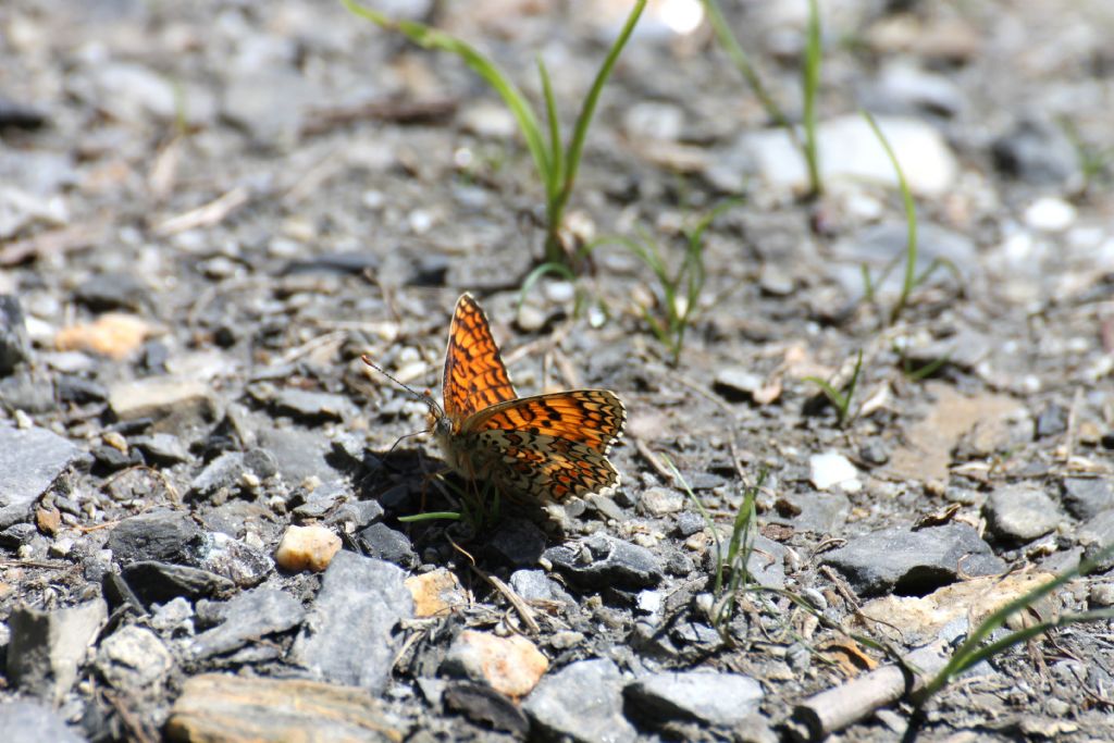 Melitaea......? - Melitaea phoebe